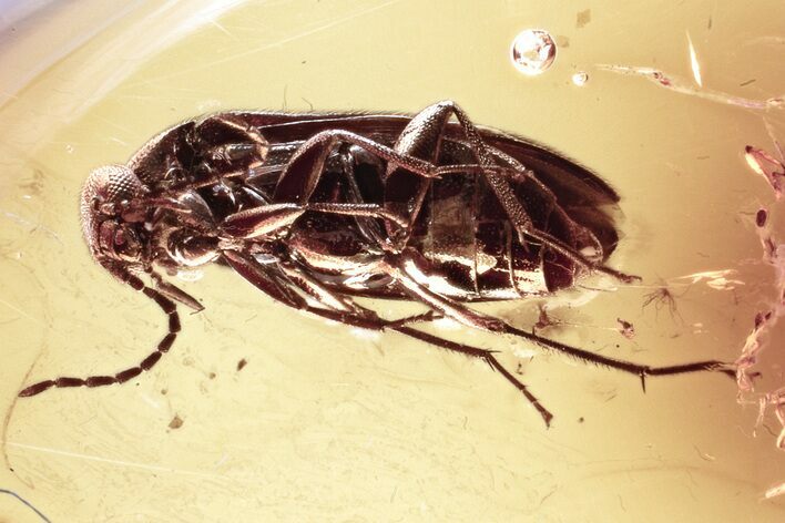 Detailed Fossil False Flower Beetle (Scraptiidae) in Baltic Amber #328153